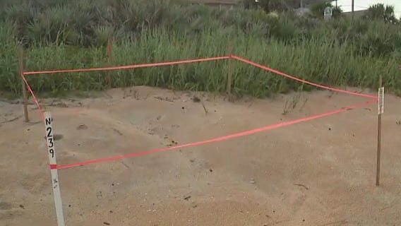 Volusia County urges leashes after dog disturbs sea turtle nest