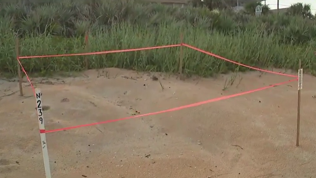 Volusia County urges leashes after dog disturbs sea turtle nest