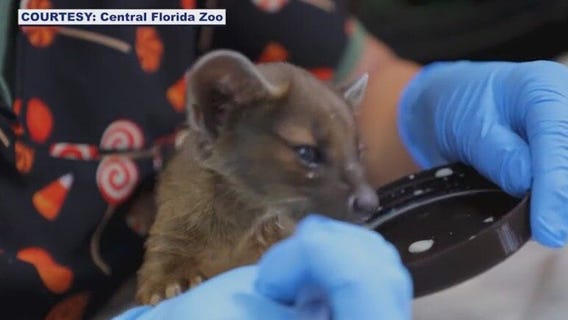 Central Florida Zoo welcomes new animals