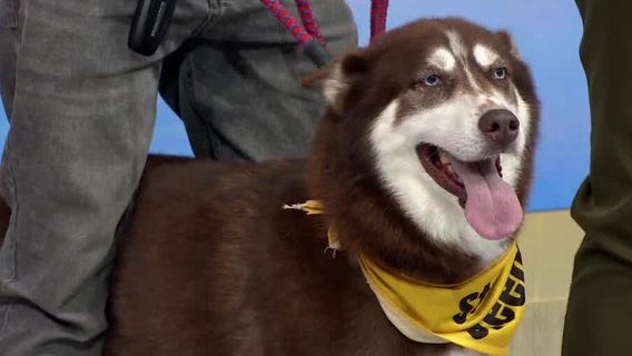 Adopt-A-Pet: Meet Ariel