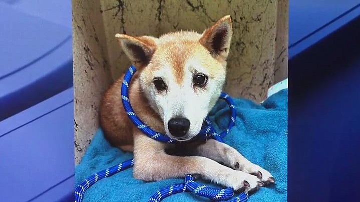 Florida man accused of dumping senior dog on rural road