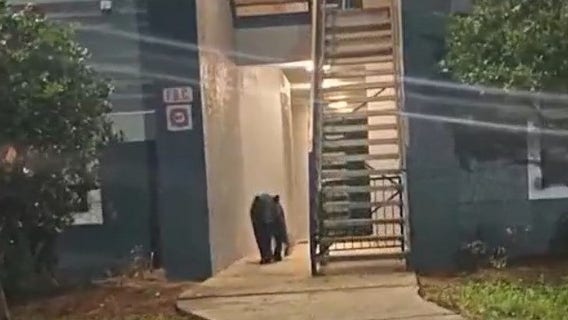 Bear spotted in Orange County apartment complex