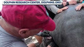 2025 is a rough year for manatees in Florida