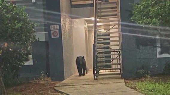 Bear spotted roaming at Orlando apartment complex