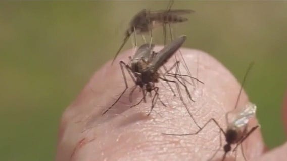 Brevard County 10-year-old survives dengue fever