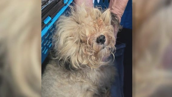 Dogs saved from hoarder house in Brevard County: Authorities