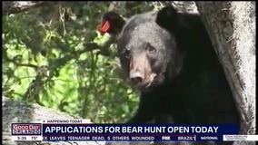 Applications for bear hunt open today
