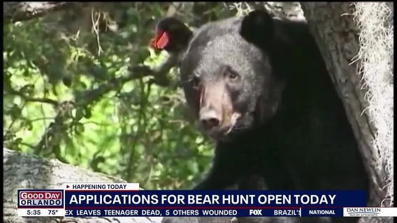 Applications for bear hunt open today