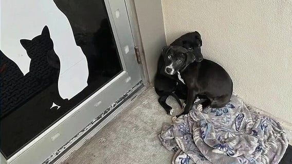 Puppies abandoned outside Seminole County shelter