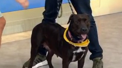 Adopt-A-Pet: Meet Sunset