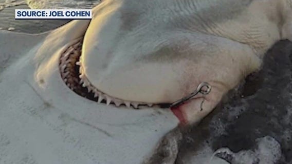 Massive hammerhead shark found dead on Satellite Beach