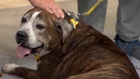 Adopt-A-Pet: Meet King