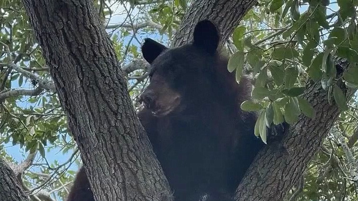 Bear believed to be hit by vehicle near Florida Mall