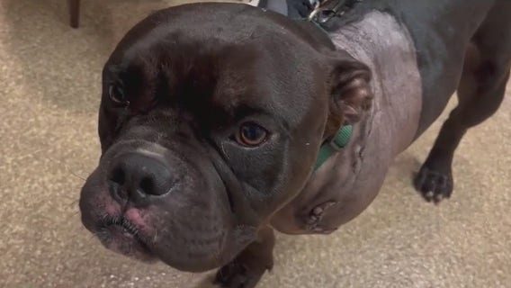 Bulldog survives shooting, leg amputation thanks to rescue