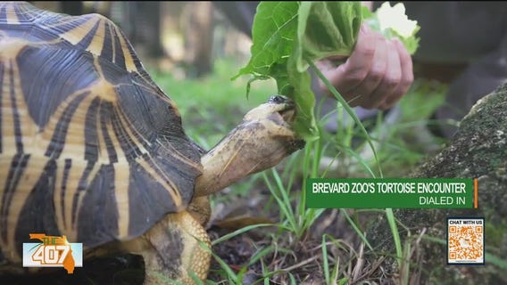 Inside Brevard Zoo's Tortoise Encounter