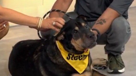 Adopt-A-Pet: Meet Pacho