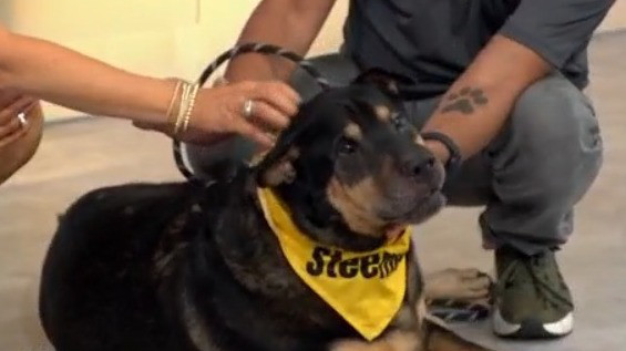 Adopt-A-Pet: Meet Pacho