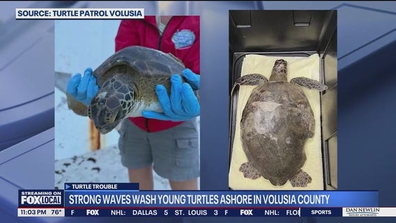 Rough surf strands sea turtles in Volusia County