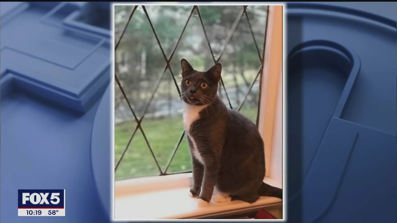 Animal advocates urge people living under quarantine to foster pets