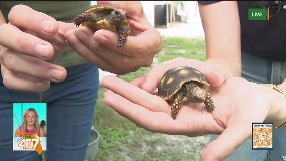 Crazy Critter Farm: Exotic birds, reptiles, and turtles