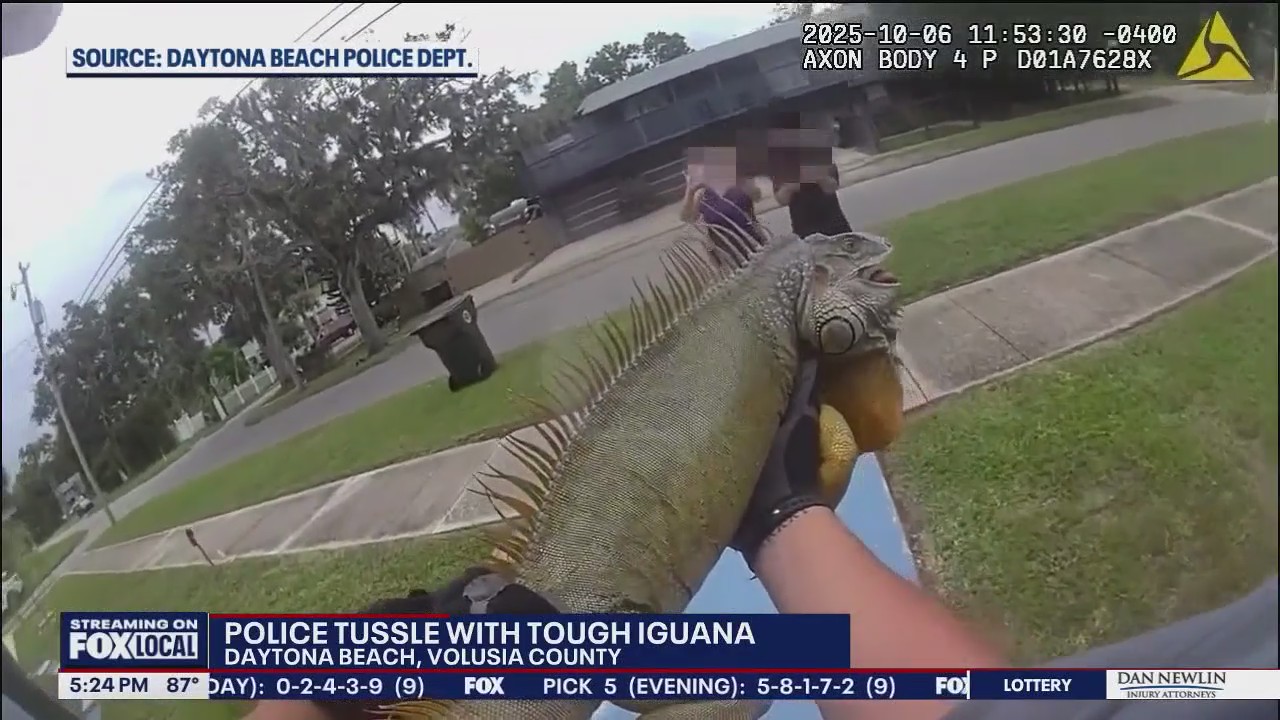 Daytona Beach police officers catch massive iguana on the loose