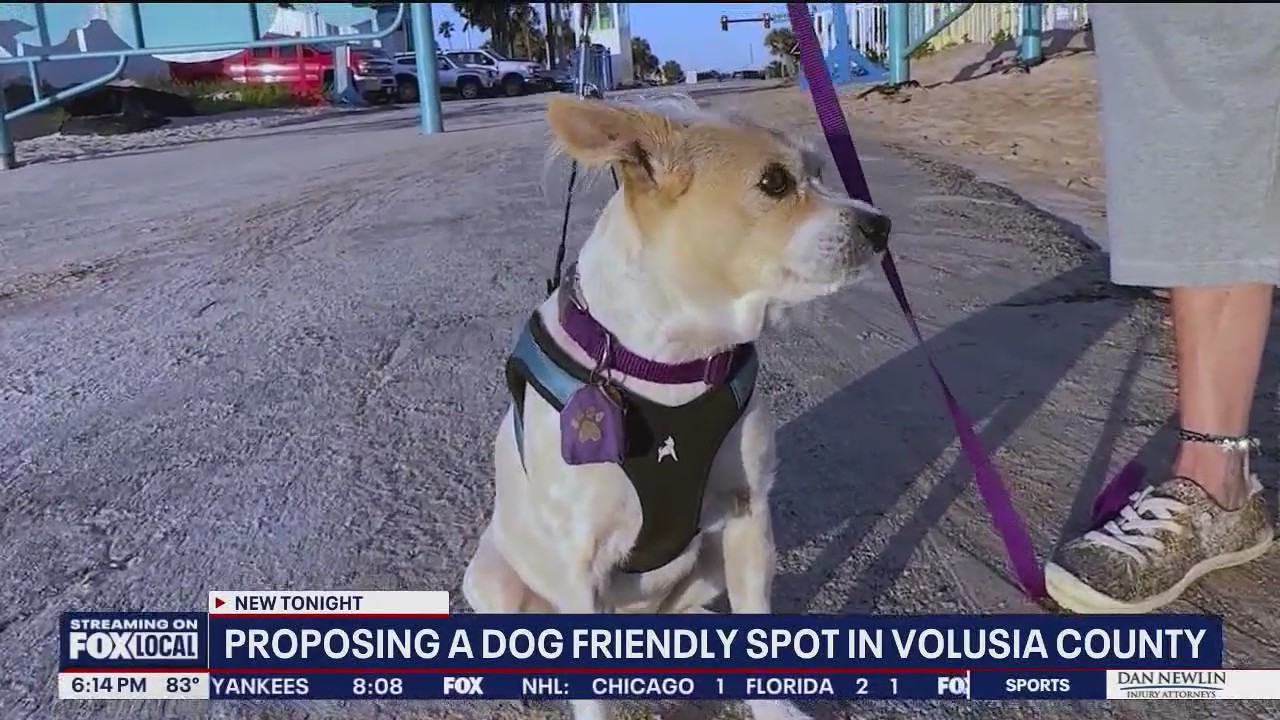 Volusia County considers new dog-friendly beach area | FOX 35 Orlando