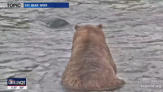 LIKE IT OR NOT: Fat Bear Week