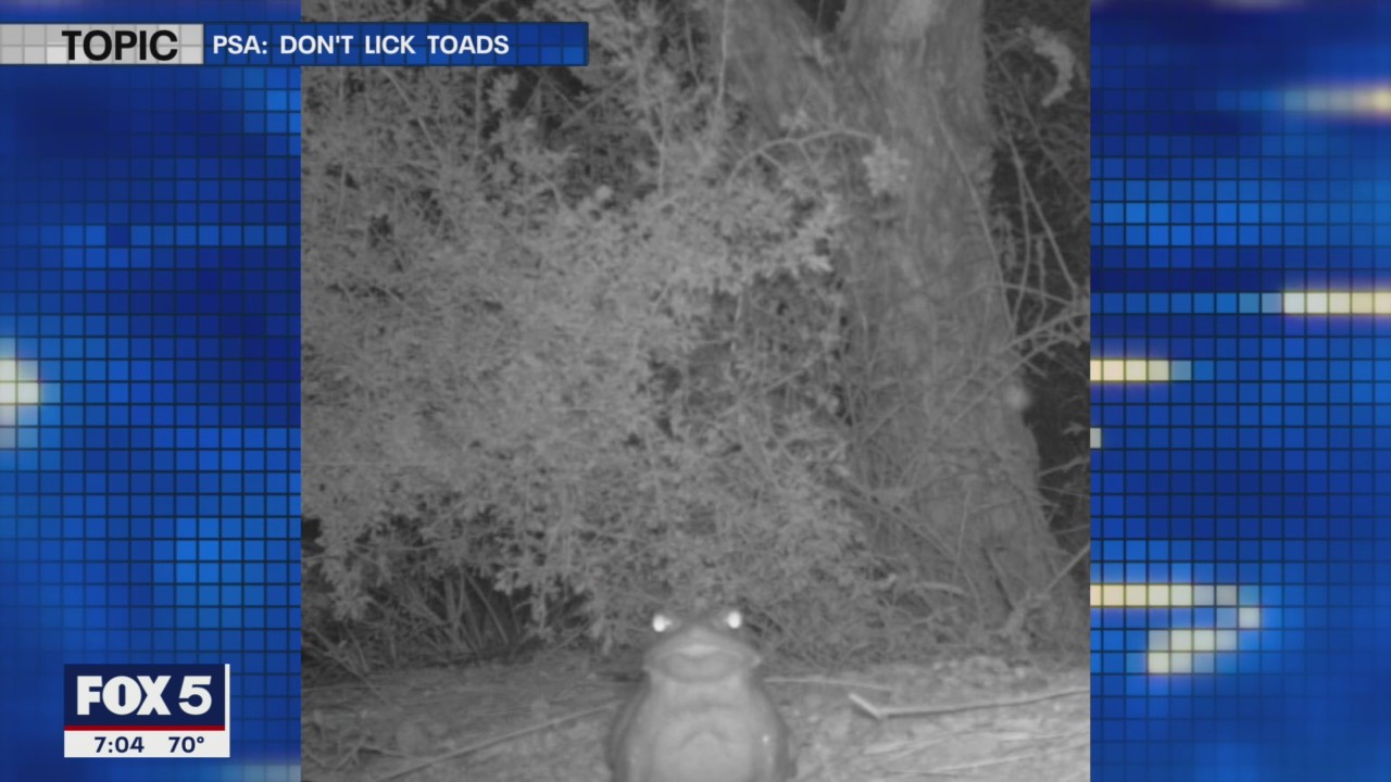 Don't lick toads, National Park Service warns