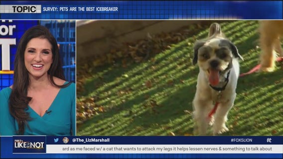 Are pets the best icebreaker?