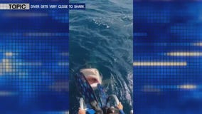 Diver gets very close to a tiger shark