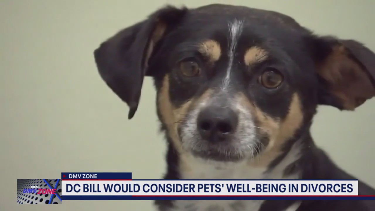 DC bill would consider pets' well-being in divorces