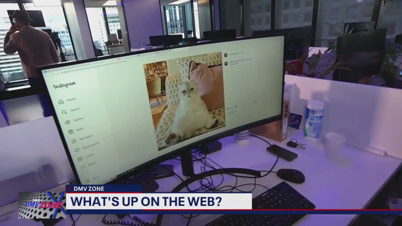 Meet the cat worth $97 million