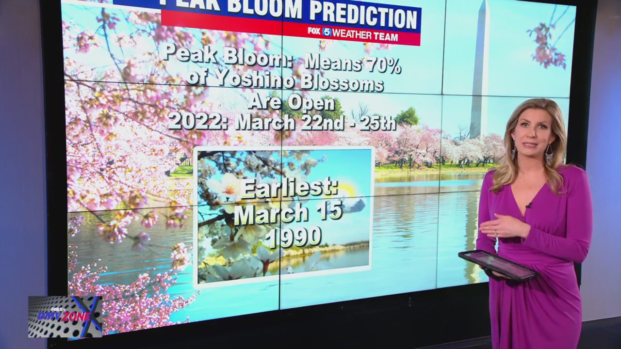 Will DC's cherry blossoms come early this year?