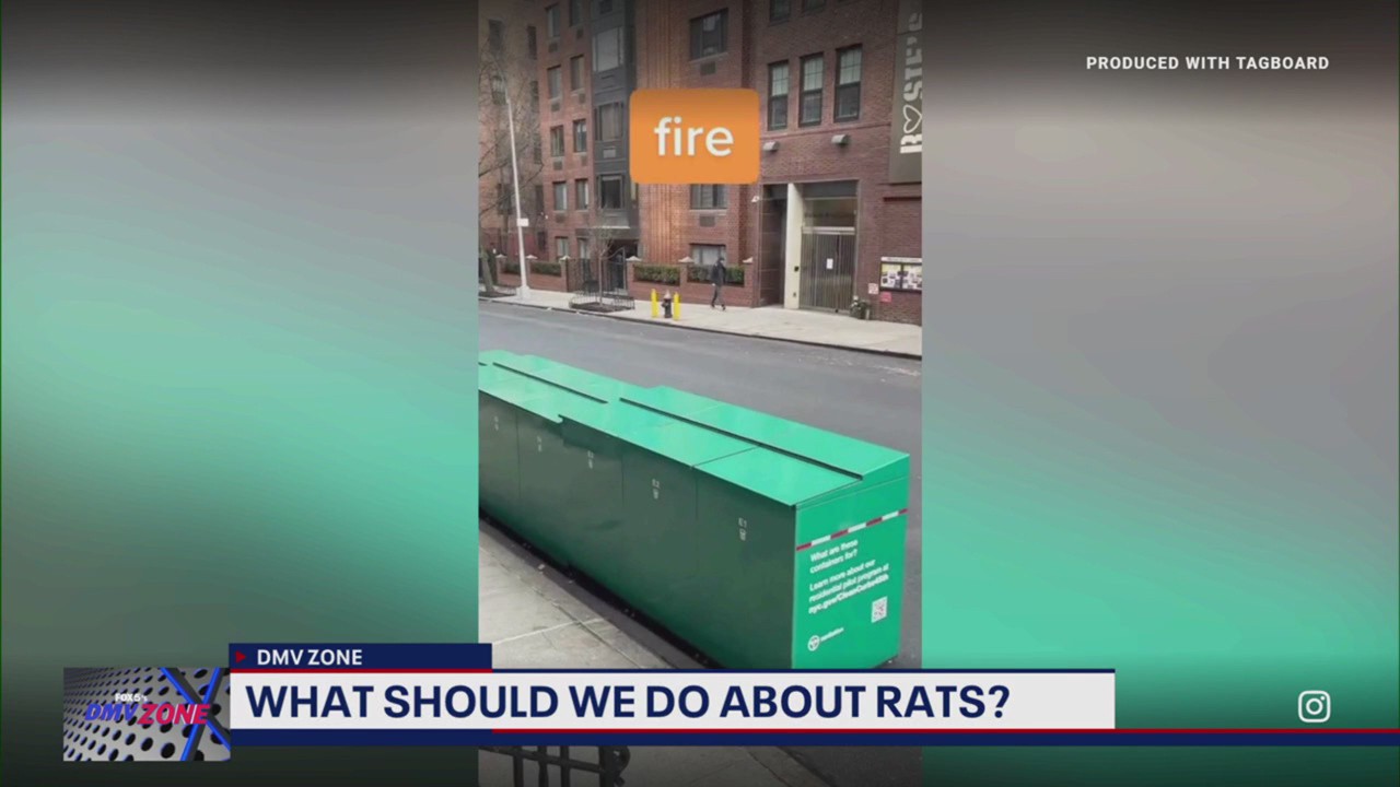 How should big cities deal with rats?