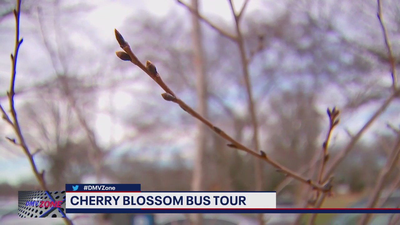 How wild weather in the DMV is impacting cherry blossom season
