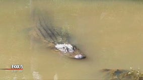 Fayette County gator hunting