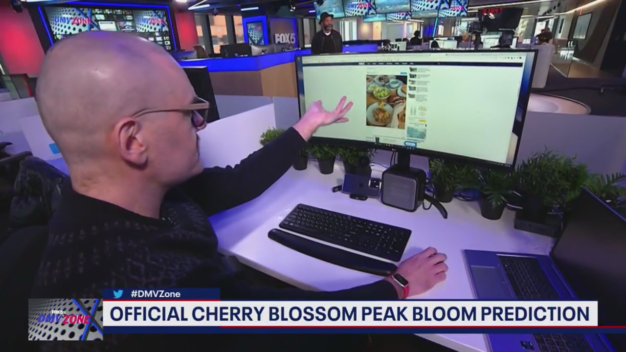 How to celebrate cherry blossom season in DC