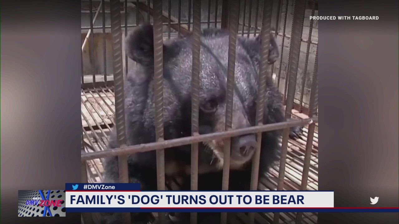 Family "dog" turns out to be a bear