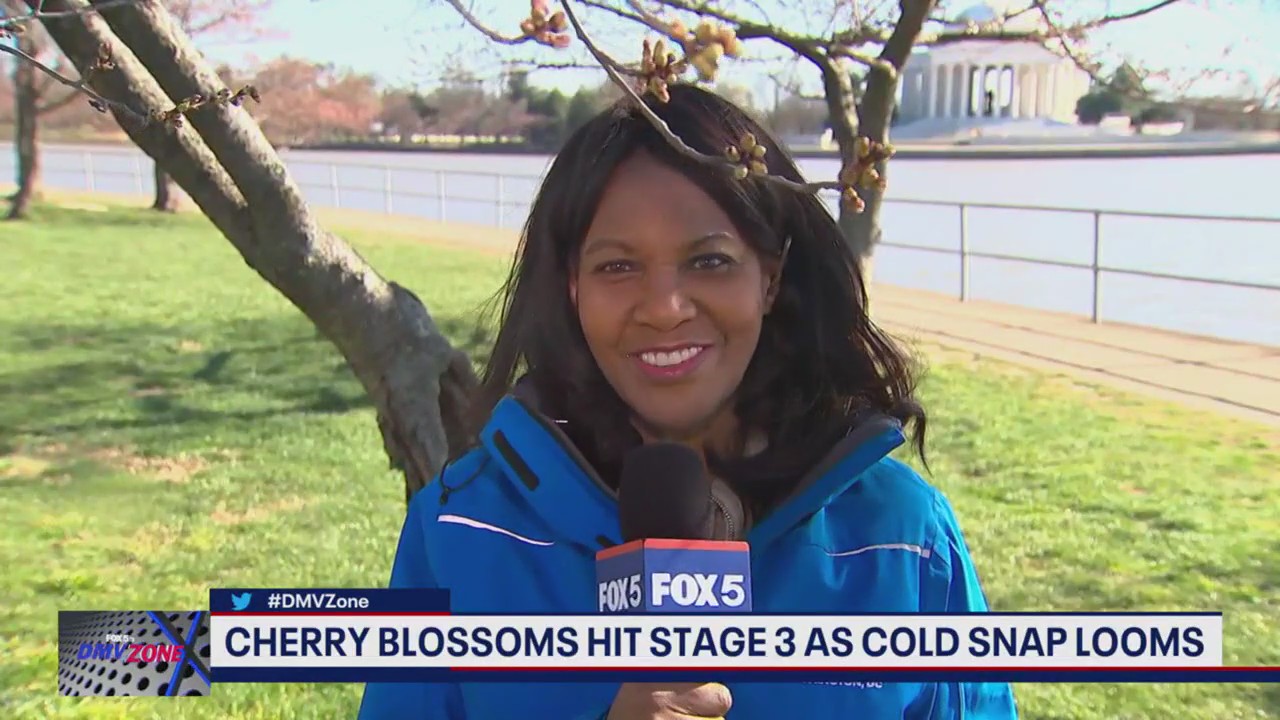 Cherry Blossoms hit stage 3 as cold snap looms