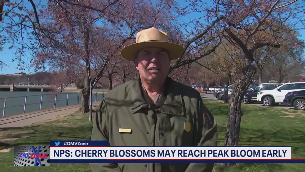 Cherry blossoms may reach peak bloom early: NPS