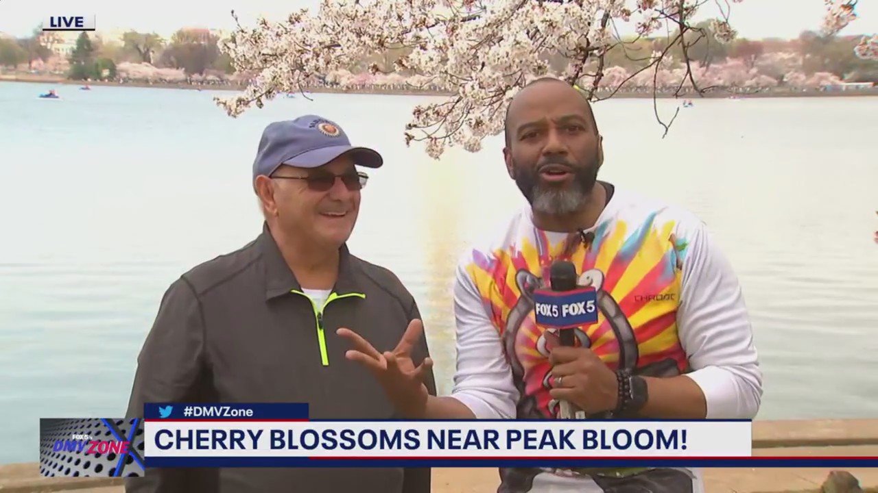 Checking out DC's cherry blossoms as they hit peak bloom