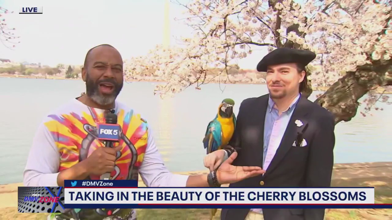 Taking in the beauty of DC's cherry blossoms