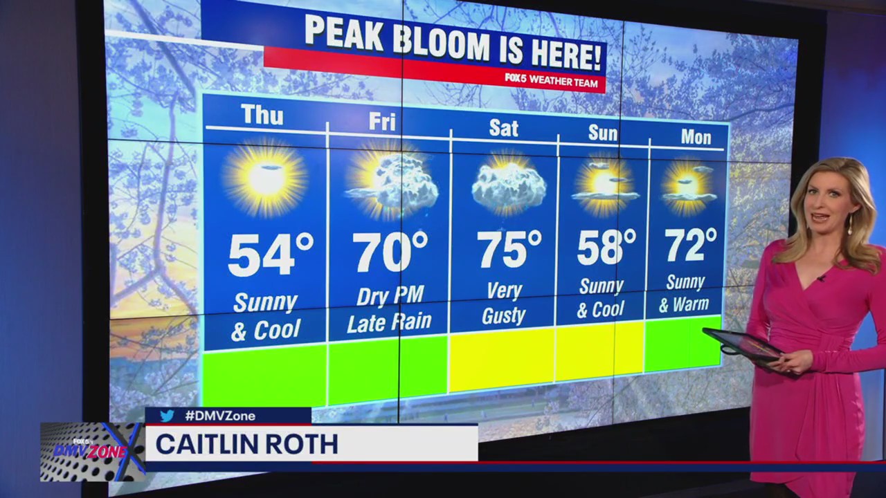 How much longer will cherry blossoms be in peak bloom?