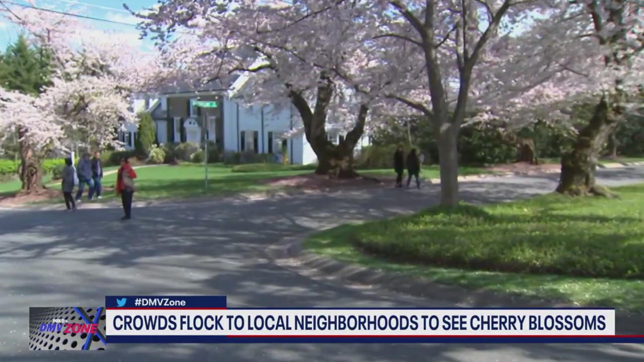 Crowds flock to local neighborhood to see cherry blossoms