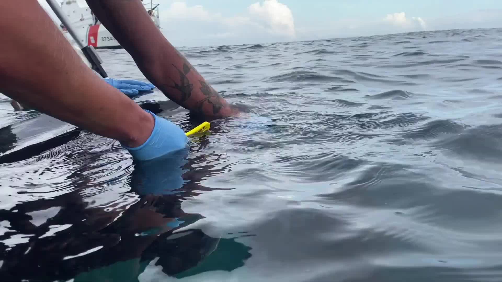 Coast Guard Frees Turtle From Fishing Line Off New Jersey
