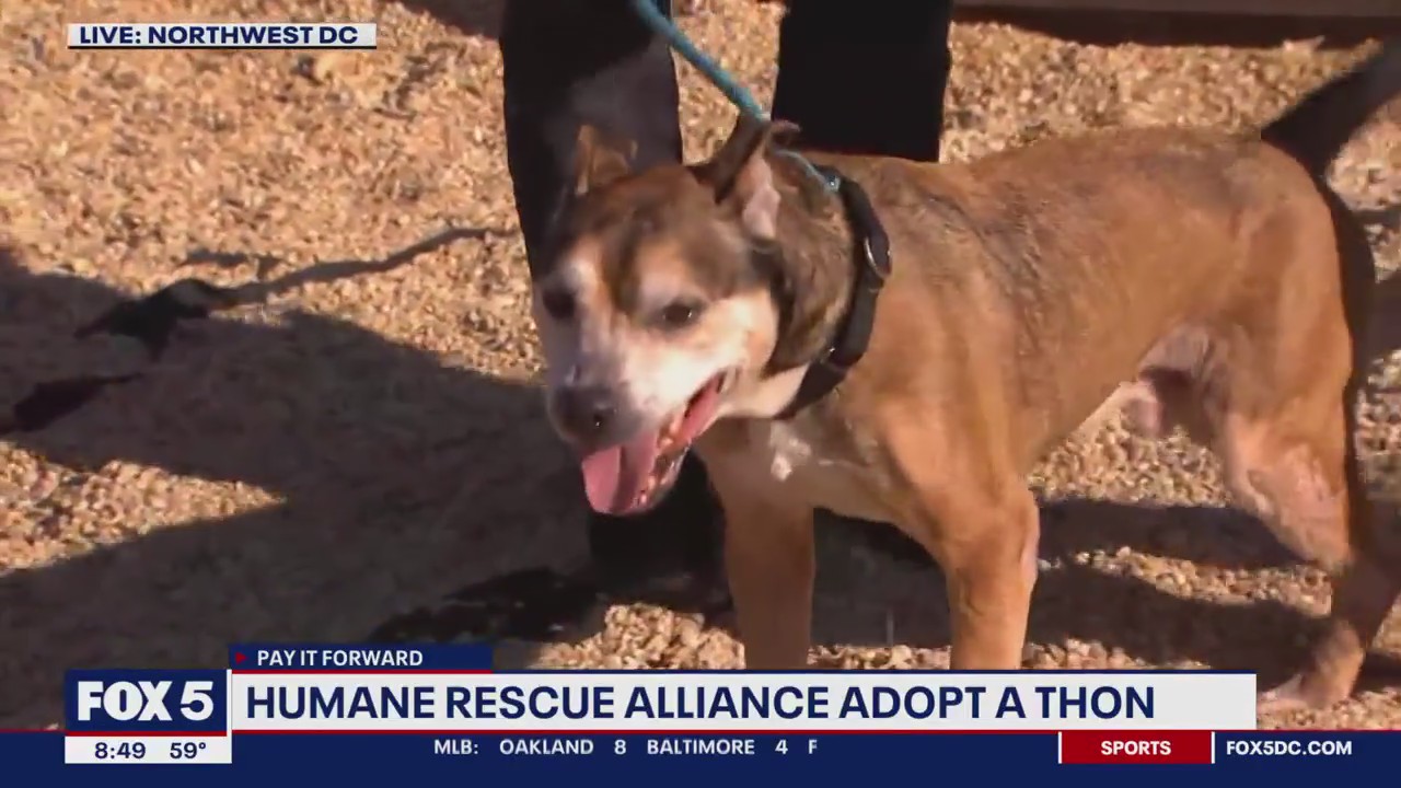 Finding forever homes at the Humane Rescue Alliance Adopt-A-Thon!