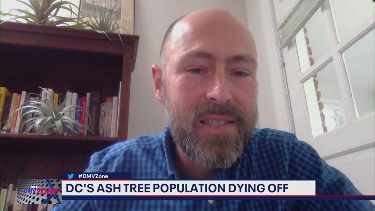 DC's Ash Tree population dying off