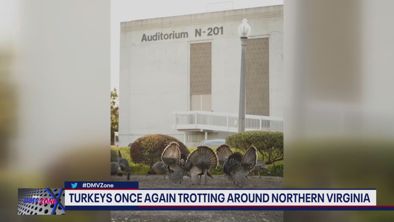 Turkeys trotting around NoVa