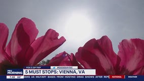 5 Things to Do In Vienna