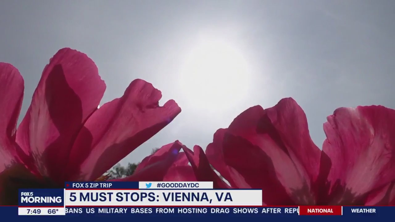 5 Things to Do In Vienna